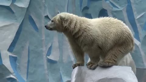 Polar Bear Couple! Playfull scenery!