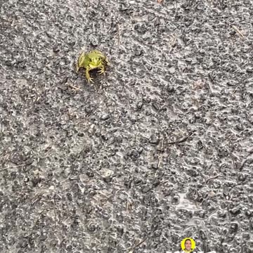 FROG WATCHING US ON PATH IN THE RAIN! #explore