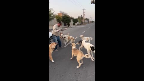 Man summons all the stray dogs in the area for dinner 🐶🐕🦮🐕‍🦺🐩