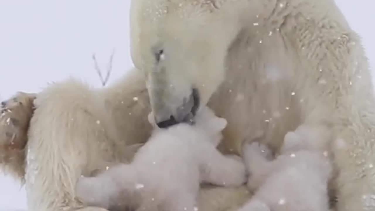 Amazing Polar Bear Nurses Cubs!