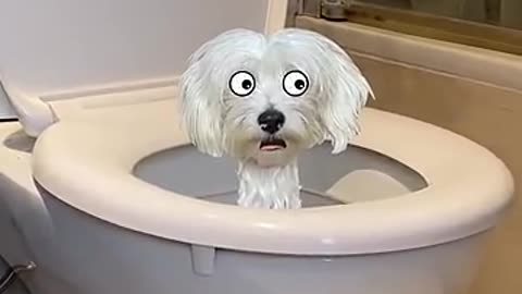 dog toilet