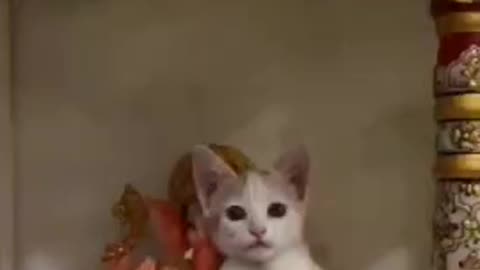 #kitten #funny #cat #catlove #catvideo