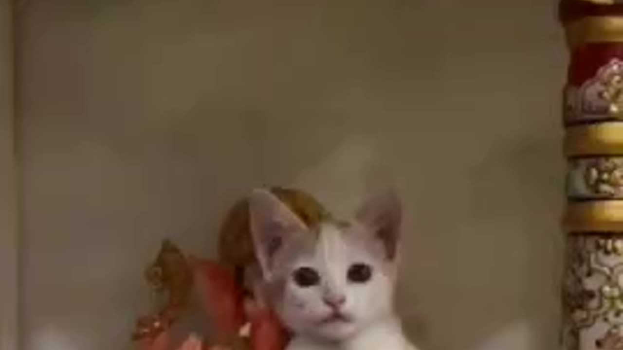#kitten #funny #cat #catlove #catvideo