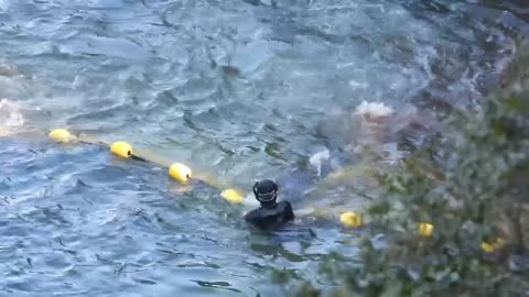 Taiji Japan 50+ Striped dolphins killed at February 12, 2025