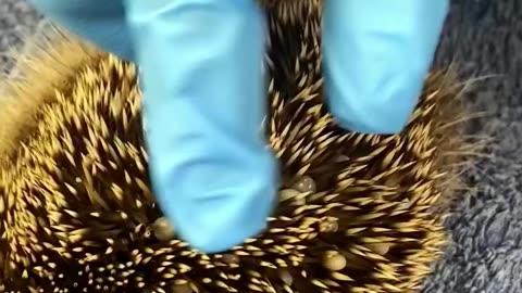 Rescue a hedgehog with bugs all over its body…