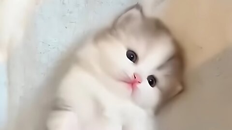 Funny and cute moments of cats 😹🫶💝