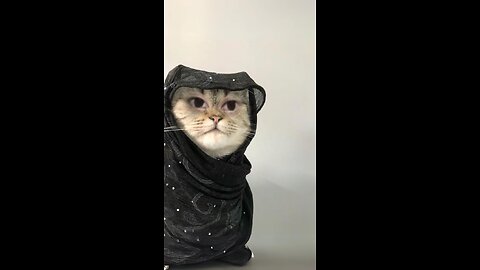 cat meme video🐈