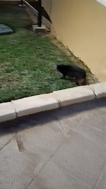 cat lover Saudia arbia visit fan