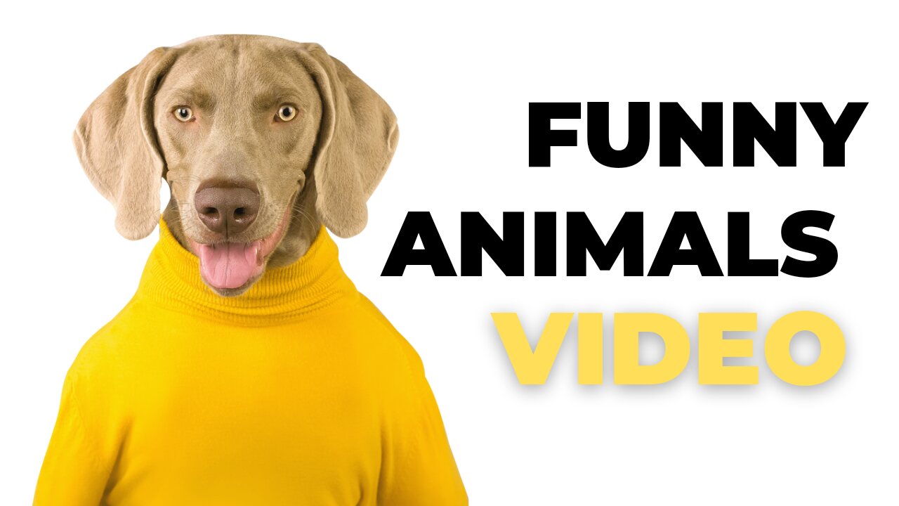 Funny animals video in human life