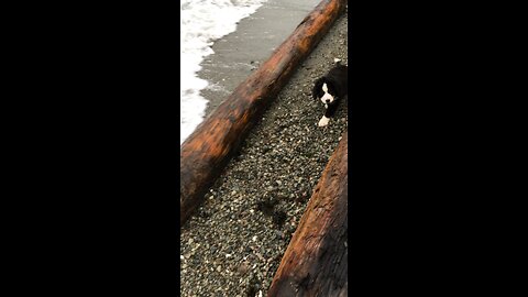 Benson the Bernese mountain dog getting use to the ocean as a puppy