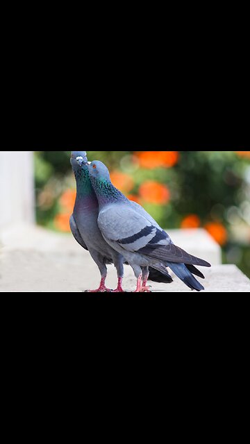5 Amazing Facts About Pigeons!
