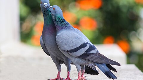 5 Amazing Facts About Pigeons!