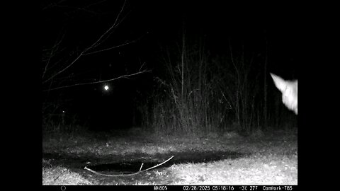 Deer Cam 02-28-2025