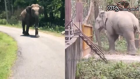 കാർ അടിച്ചു പൊളിച്ചു കലിമൂത്ത ആന _ Elephant attack kerala 2025 _ Wild elephant attack kerala