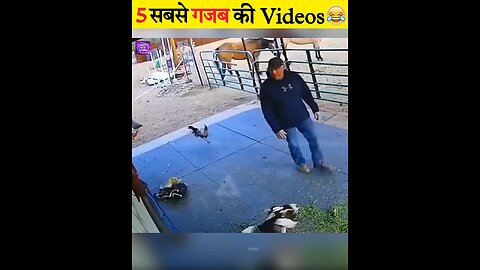 Friendship / puppy and chicken. A beautiful moment #191 - #shorts