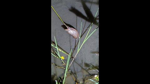 eel in a murky hole