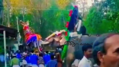 കെട്ടുകാളയെ ചാടികുത്തിയ കൊമ്പൻ _ elephant attack a kettukala in Kerala