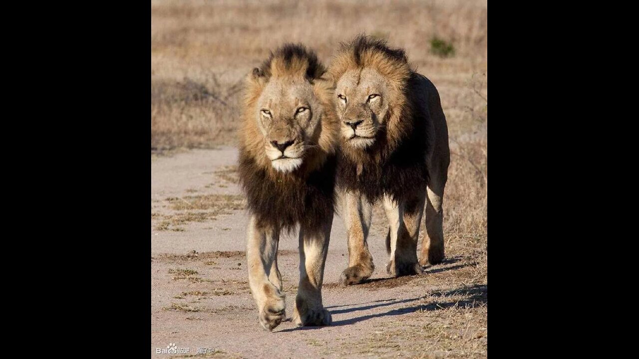 Famous Duo of Sabi Sands_ Kinky Tail and Mr.T.. Part 2