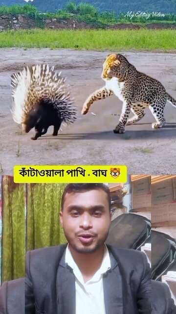 কাঁটাওয়ালা পাখি + বাঘ #shorts #tiger