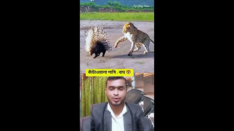 কাঁটাওয়ালা পাখি + বাঘ #shorts #tiger