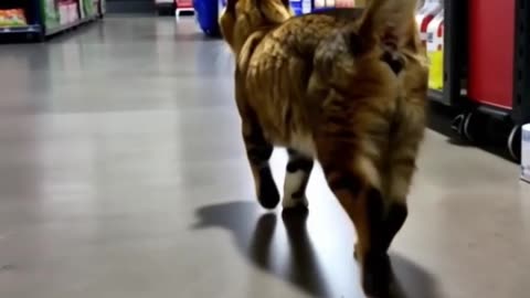 A cat goes shopping at the supermarket