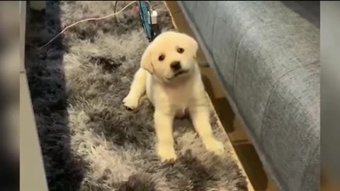 So Cute Baby Puppies 💘 Comedy video 🤩 Very Nice picture 🤩