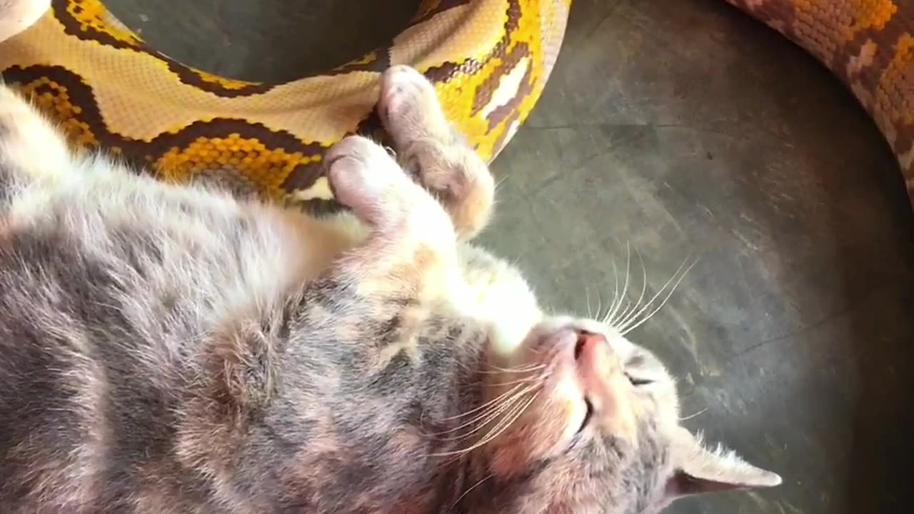 Taking care of a cat and a snake from a young age, they eventually became best friends