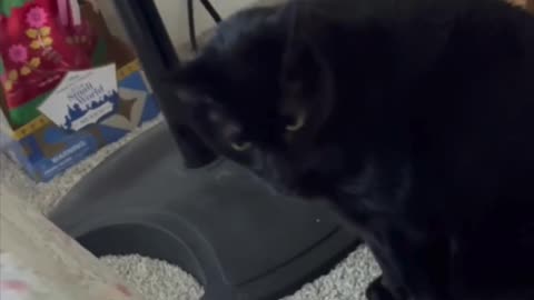 Cute Precious Piper Leaves the Comfort of Her Tuffet - Adopting a Cat from a Shelter Vlog #shorts