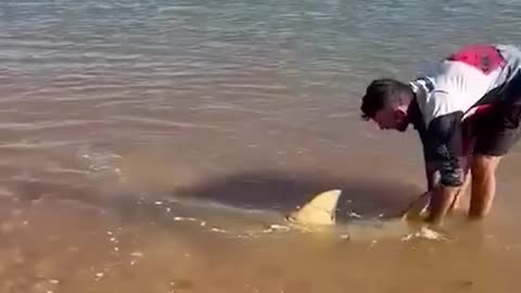 Man helps sawfish back into the sea