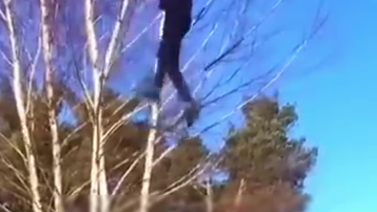The Tree That Won’t Break! Unbelievable Flexibility!