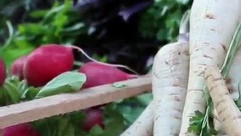 Benefits of Radish in winter