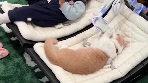 Kitty demanding milk!