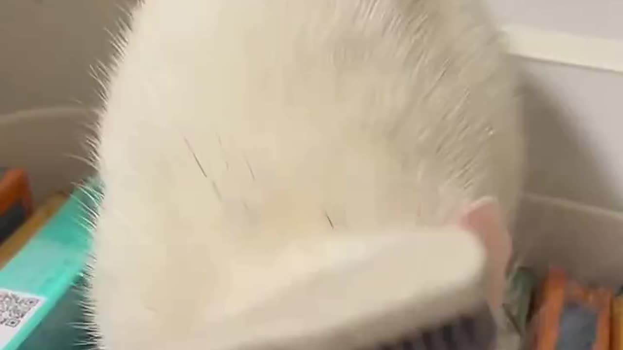 It seems very comfortable