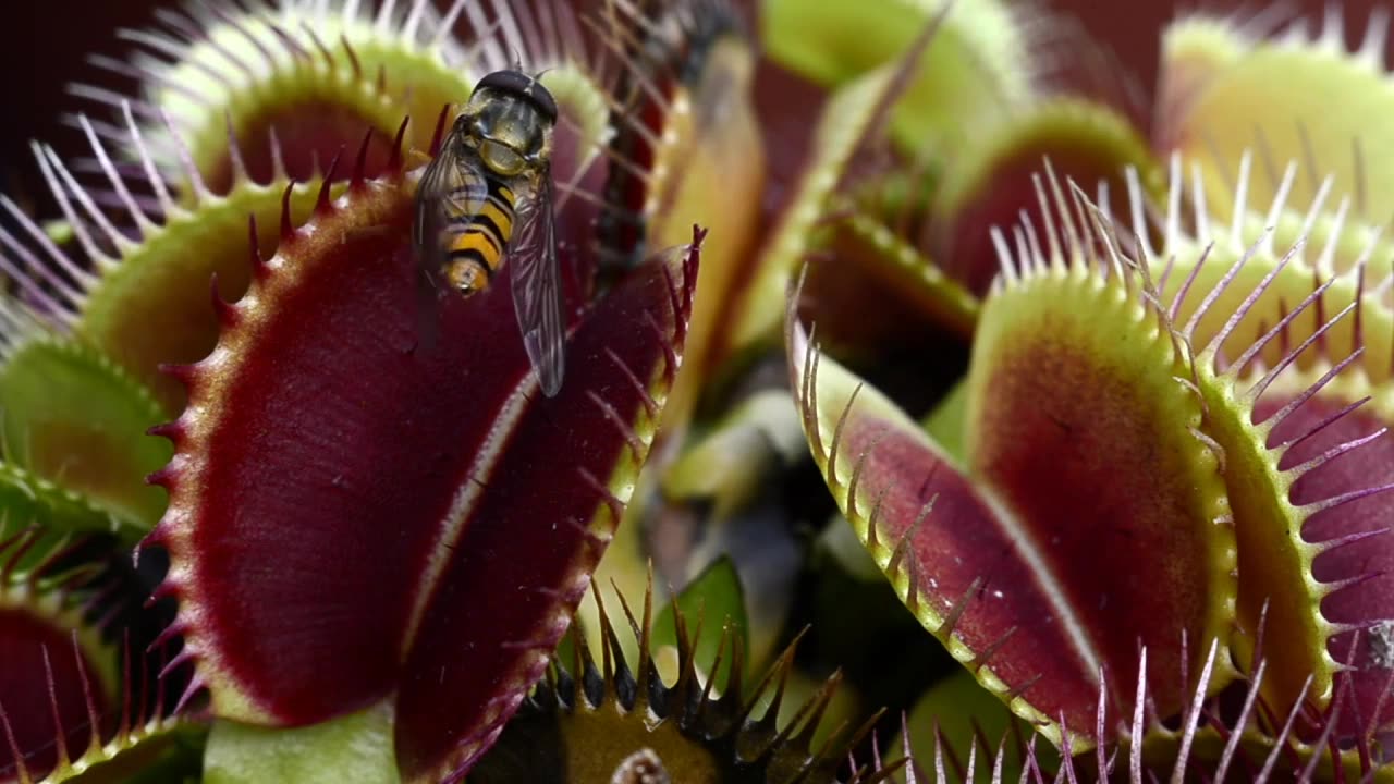 Close-Up Footage of Venus Flytraps Catching Flies