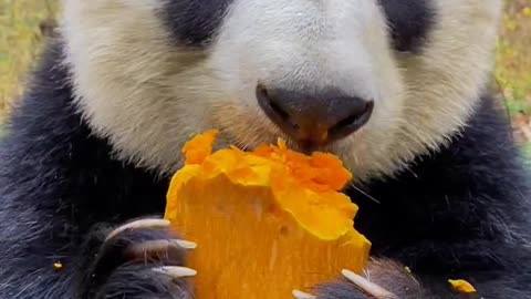 Panda beautiful looking
