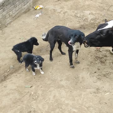 Funny videos funny birds funny animal natural beauty cute animals