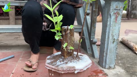 How to grow guava trees from guava cutting with watermelon fruit - With 100% Success