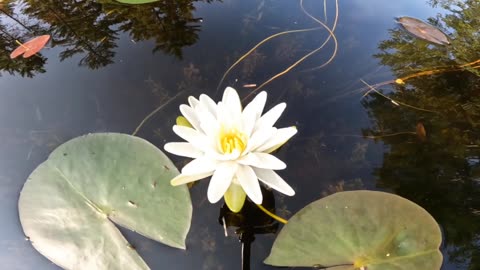 Water Lily