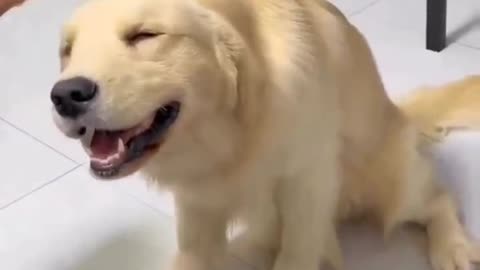 Pupper loves being brushed..🐕🐾