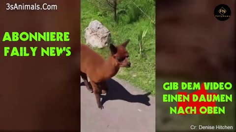lustige Tier Videos