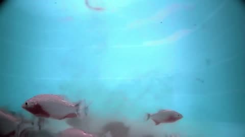 Swimming With Red Belly Piranhas In A Pool | PIRANHA | River Monsters