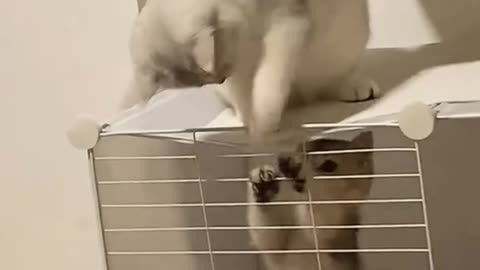 🐱:I am flying