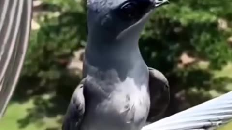 The most amazing bird in the world