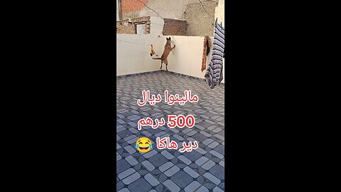 شراسة مالينوا