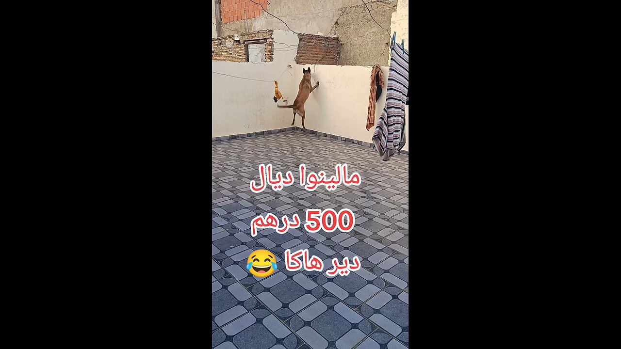 شراسة مالينوا