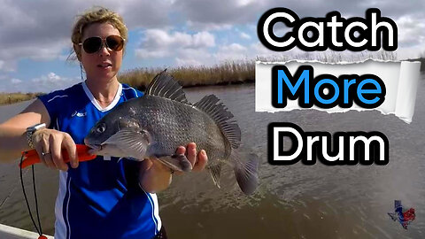 Black Drum Tear Up the Marsh in Feeding Frenzy!