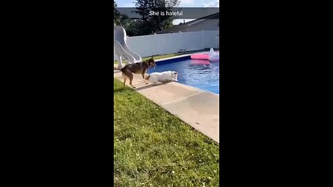 Funny Animals 2025