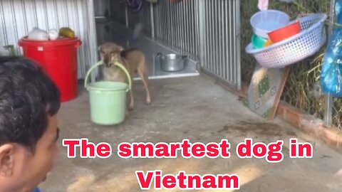 The smartest dog in Vietnam