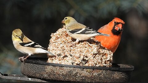 How to make Seed Logs for Birds | Birds Stay Longer