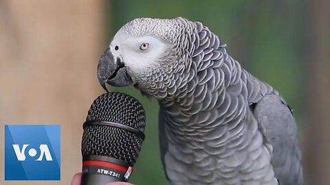 The Talking Parrot: A Fascinating Blend of Intelligence and Charm"